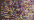 0042 Confetti Fuchsia Kreinik Very Fine #4 Braid Pto