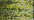 0045 Confetti Gold Kreinik Very Fine #4 Braid Pto